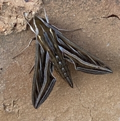 Hippotion celerio (Vine Hawk Moth) at Jerrabomberra, NSW - 1 Nov 2021 by Steve_Bok