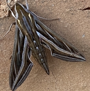 Hippotion celerio at Jerrabomberra, NSW - 1 Nov 2021