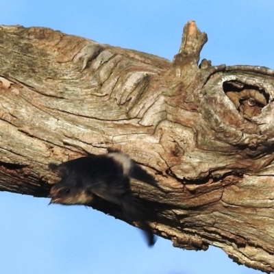 Petrochelidon nigricans (Tree Martin) at Kambah, ACT - 1 Nov 2021 by HelenCross