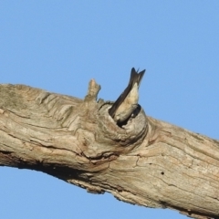 Petrochelidon nigricans at Kambah, ACT - suppressed