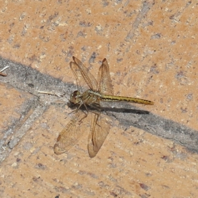 Diplacodes haematodes (Scarlet Percher) at Evatt, ACT - 1 Nov 2021 by TimL