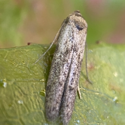 Blastobasis (genus) at Jerrabomberra, NSW - 1 Nov 2021 by SteveBorkowskis