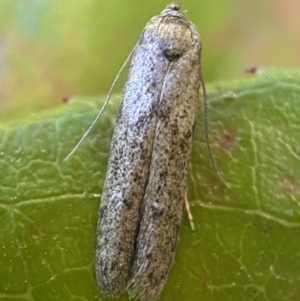 Blastobasis (genus) at Jerrabomberra, NSW - 1 Nov 2021