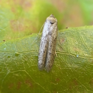 Blastobasis (genus) at Jerrabomberra, NSW - 1 Nov 2021