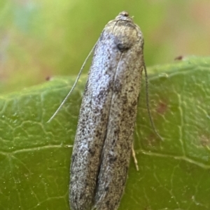 Blastobasis (genus) at Jerrabomberra, NSW - 1 Nov 2021