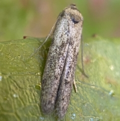 Blastobasis (genus) at Jerrabomberra, NSW - 1 Nov 2021