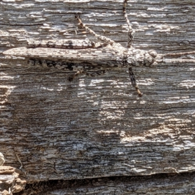 Coryphistes ruricola (Bark-mimicking Grasshopper) at Mount Majura - 1 Nov 2021 by abread111