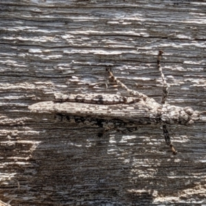 Coryphistes ruricola at Watson, ACT - 1 Nov 2021