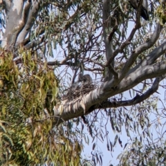 Egretta novaehollandiae (White-faced Heron) at Splitters Creek, NSW - 28 Oct 2021 by Darcy