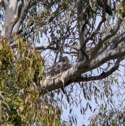Egretta novaehollandiae (White-faced Heron) at Splitters Creek, NSW - 27 Oct 2021 by Darcy