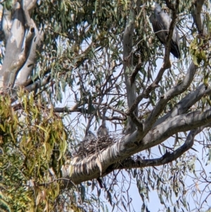 Egretta novaehollandiae at Splitters Creek, NSW - suppressed