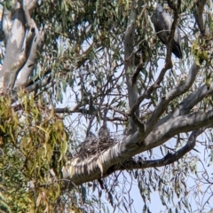 Egretta novaehollandiae at Splitters Creek, NSW - 28 Oct 2021