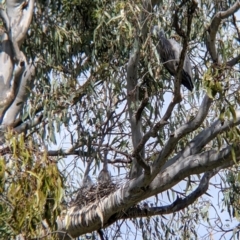 Egretta novaehollandiae at Splitters Creek, NSW - suppressed