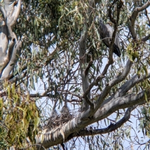 Egretta novaehollandiae at Splitters Creek, NSW - suppressed