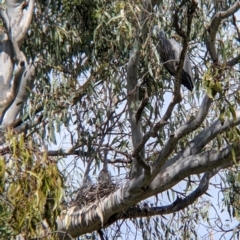 Egretta novaehollandiae at Splitters Creek, NSW - 28 Oct 2021