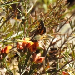 Trapezites phigalia at Carwoola, NSW - suppressed