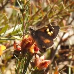 Trapezites phigalia at Carwoola, NSW - suppressed