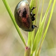 Chrysolina quadrigemina (Greater St Johns Wort beetle) at Mount Majura - 31 Oct 2021 by abread111