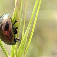 Chrysolina quadrigemina at Watson, ACT - 1 Nov 2021