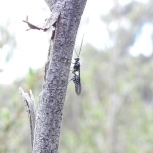Braconidae (family) at Carwoola, NSW - 24 Oct 2021