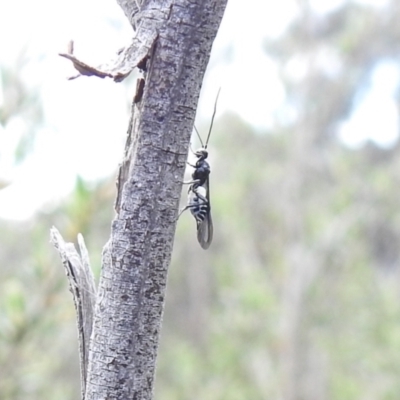Braconidae (family) (Unidentified braconid wasp) at Carwoola, NSW - 24 Oct 2021 by Liam.m