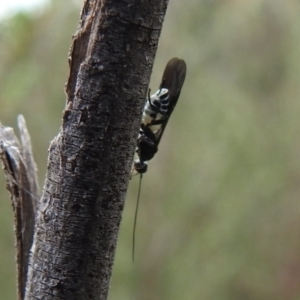 Braconidae (family) at Carwoola, NSW - 24 Oct 2021