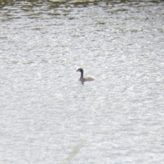 Tachybaptus novaehollandiae (Australasian Grebe) at Walla Walla, NSW - 29 Oct 2021 by Darcy