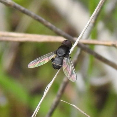Unidentified Hover fly (Syrphidae) at Carwoola, NSW - 24 Oct 2021 by Liam.m