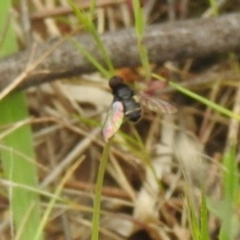 Bombyliidae (family) at Carwoola, NSW - 24 Oct 2021