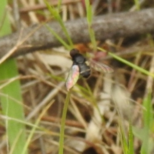 Bombyliidae (family) at Carwoola, NSW - 24 Oct 2021