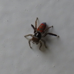 Maratus pavonis (Dunn's peacock spider) at Carwoola, NSW - 28 Oct 2021 by Liam.m