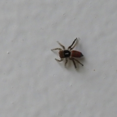 Maratus pavonis at Carwoola, NSW - 28 Oct 2021