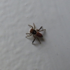 Maratus pavonis at Carwoola, NSW - 28 Oct 2021