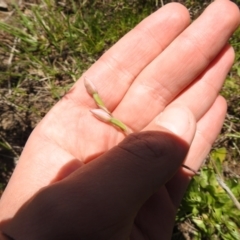 Thelymitra (genus) (sun orchids) at Carwoola, NSW - 30 Oct 2021 by Liam.m