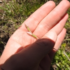 Thelymitra sp. (A Sun Orchid) at Carwoola, NSW - 30 Oct 2021 by Liam.m