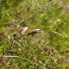 Thelymitra sp. at Carwoola, NSW - 30 Oct 2021