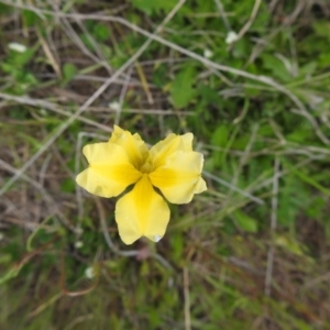 Goodenia paradoxa at Bungendore, NSW - suppressed