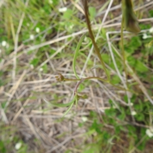 Goodenia paradoxa at Bungendore, NSW - 30 Oct 2021