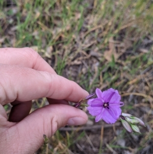 Arthropodium fimbriatum at Walla Walla, NSW - 29 Oct 2021