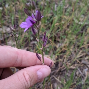 Arthropodium fimbriatum at Walla Walla, NSW - 29 Oct 2021