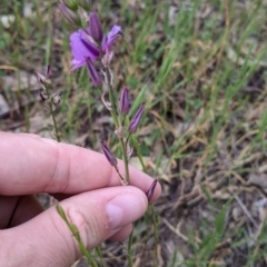 Arthropodium fimbriatum at Walla Walla, NSW - 29 Oct 2021