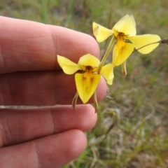 Diuris amabilis (Large Golden Moth) at Turallo Nature Reserve - 30 Oct 2021 by Liam.m