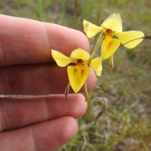 Diuris amabilis at Bungendore, NSW - suppressed