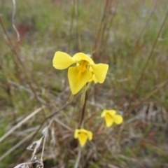 Diuris amabilis at Bungendore, NSW - suppressed