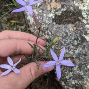 Isotoma axillaris at Walla Walla, NSW - 29 Oct 2021 12:36 PM