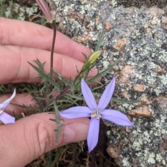 Isotoma axillaris at Walla Walla, NSW - 29 Oct 2021 12:36 PM