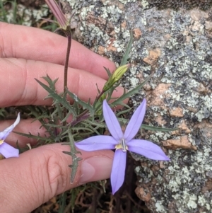 Isotoma axillaris at Walla Walla, NSW - 29 Oct 2021
