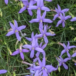 Isotoma axillaris at Walla Walla, NSW - 29 Oct 2021