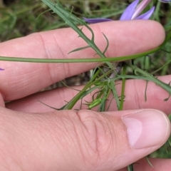 Isotoma axillaris at Walla Walla, NSW - 29 Oct 2021