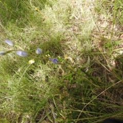 Thelymitra (Genus) (Sun Orchid) at Carwoola, NSW - 30 Oct 2021 by Liam.m